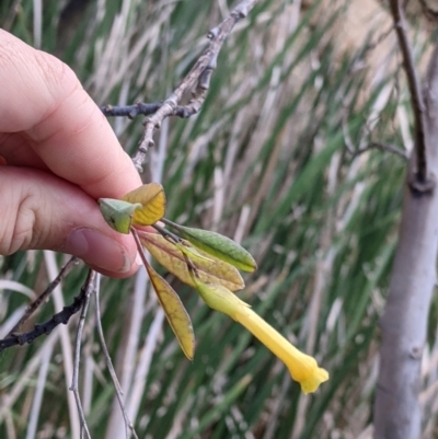 Nicotiana glauca (Tree tobacco) at Mount Hope Nature Conservation Reserve - 23 Oct 2021 by Darcy