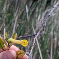 Nicotiana glauca at suppressed - 23 Oct 2021