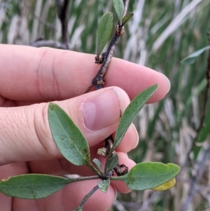 Nicotiana glauca at suppressed - 23 Oct 2021