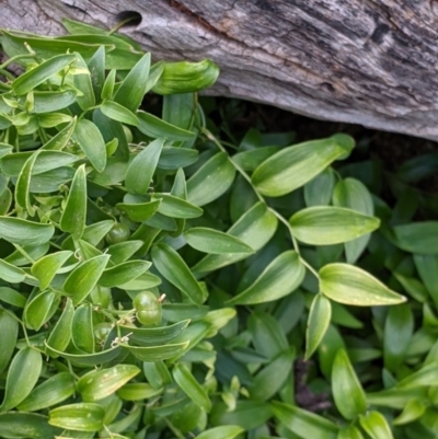 Asparagus asparagoides (Bridal Creeper, Florist's Smilax) at Mount Hope Nature Conservation Reserve - 23 Oct 2021 by Darcy