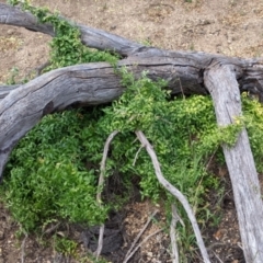 Asparagus asparagoides at Pyramid Hill, VIC - 23 Oct 2021