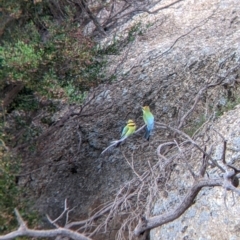 Merops ornatus (Rainbow Bee-eater) at Pyramid Hill, VIC - 23 Oct 2021 by Darcy