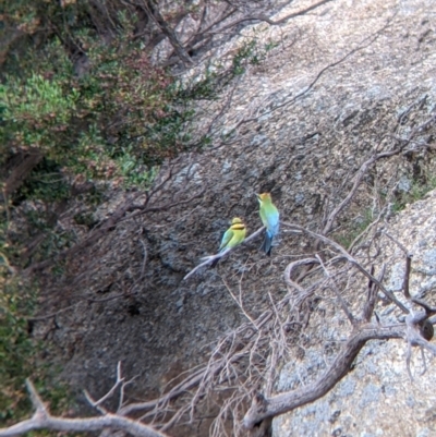 Merops ornatus (Rainbow Bee-eater) at Mount Hope Nature Conservation Reserve - 23 Oct 2021 by Darcy