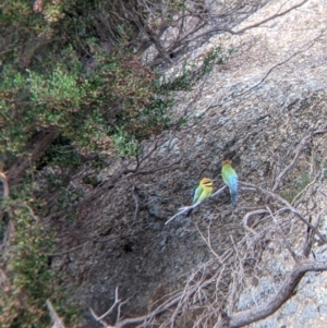 Merops ornatus at Pyramid Hill, VIC - 23 Oct 2021