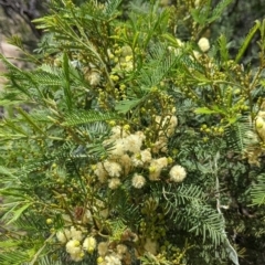 Acacia deanei subsp. paucijuga (Green Wattle) at Mount Hope Nature Conservation Reserve - 23 Oct 2021 by Darcy