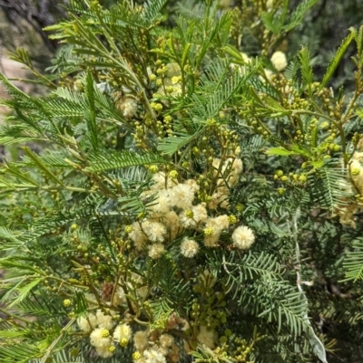 Acacia deanei subsp. paucijuga (Green Wattle) at Pyramid Hill, VIC - 23 Oct 2021 by Darcy