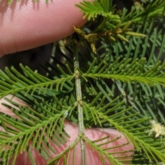 Acacia deanei subsp. paucijuga at Pyramid Hill, VIC - 23 Oct 2021 12:59 PM