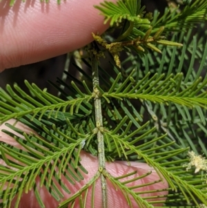 Acacia deanei subsp. paucijuga at Pyramid Hill, VIC - 23 Oct 2021 12:59 PM