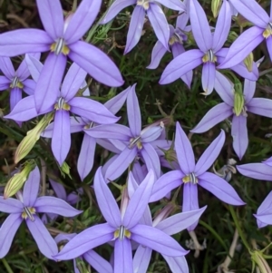 Isotoma axillaris at Pyramid Hill, VIC - 23 Oct 2021