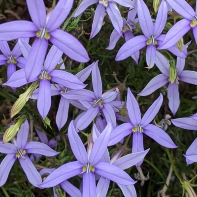 Isotoma axillaris (Australian Harebell, Showy Isotome) at Pyramid Hill, VIC - 23 Oct 2021 by Darcy