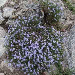 Isotoma axillaris at Pyramid Hill, VIC - 23 Oct 2021