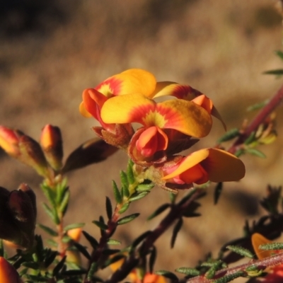 Dillwynia phylicoides (A Parrot-pea) at Tuggeranong Hill - 22 Sep 2021 by michaelb