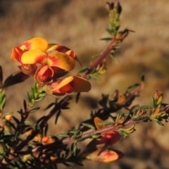 Dillwynia phylicoides at Theodore, ACT - 22 Sep 2021