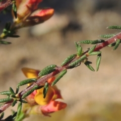 Dillwynia phylicoides at Theodore, ACT - 22 Sep 2021 05:07 PM