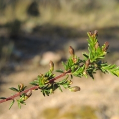 Dillwynia phylicoides at Theodore, ACT - 22 Sep 2021