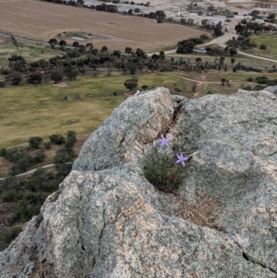 Isotoma axillaris (Australian Harebell, Showy Isotome) at Pyramid Hill, VIC - 23 Oct 2021 by Darcy