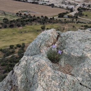 Isotoma axillaris at Pyramid Hill, VIC - 23 Oct 2021