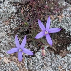 Isotoma axillaris at Pyramid Hill, VIC - 23 Oct 2021