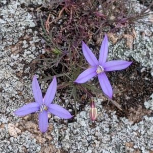 Isotoma axillaris at Pyramid Hill, VIC - 23 Oct 2021