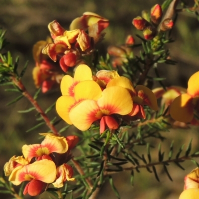 Dillwynia phylicoides (A Parrot-pea) at Tuggeranong Hill - 22 Sep 2021 by michaelb