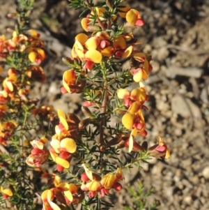 Dillwynia phylicoides at Theodore, ACT - 22 Sep 2021