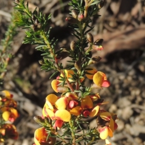 Dillwynia phylicoides at Theodore, ACT - 22 Sep 2021