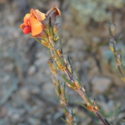 Dillwynia sericea (Egg And Bacon Peas) at Tuggeranong Hill - 22 Sep 2021 by michaelb