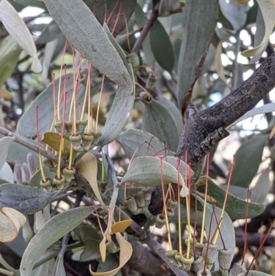 Amyema quandang var. quandang (Grey Mistletoe) at Pyramid Hill, VIC - 23 Oct 2021 by Darcy