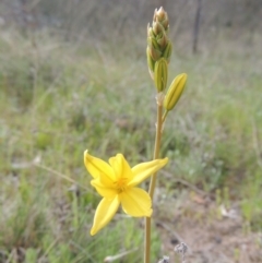 Bulbine bulbosa (Golden Lily) at Rob Roy Range - 11 Oct 2021 by michaelb