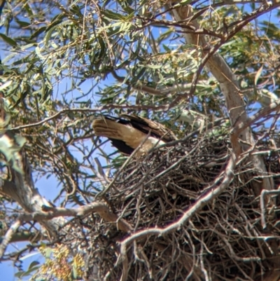 Haliastur sphenurus (Whistling Kite) at Gunbower, VIC - 23 Oct 2021 by Darcy