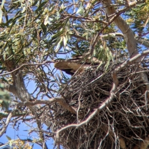 Haliastur sphenurus at Gunbower, VIC - 23 Oct 2021