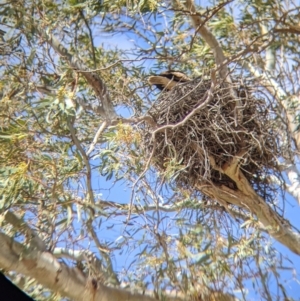 Haliastur sphenurus at Gunbower, VIC - 23 Oct 2021