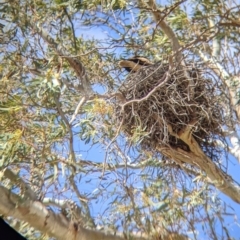 Haliastur sphenurus at Gunbower, VIC - 23 Oct 2021