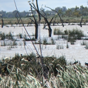 Threskiornis molucca at Gunbower, VIC - 23 Oct 2021