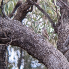 Climacteris picumnus victoriae (Brown Treecreeper) at Wandella, VIC - 23 Oct 2021 by Darcy