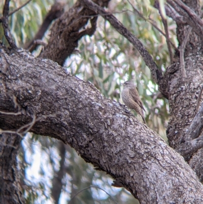 Climacteris picumnus victoriae (Brown Treecreeper) at Wandella, VIC - 24 Oct 2021 by Darcy