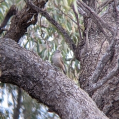 Climacteris picumnus victoriae at Wandella, VIC - 24 Oct 2021