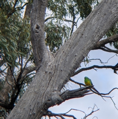 Psephotus haematonotus (Red-rumped Parrot) at Wandella, VIC - 24 Oct 2021 by Darcy