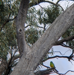 Psephotus haematonotus at Wandella, VIC - 24 Oct 2021 09:47 AM
