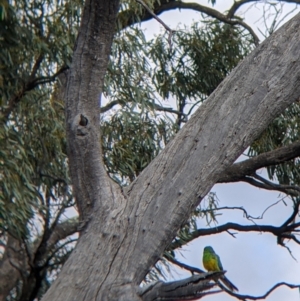 Psephotus haematonotus at Wandella, VIC - 24 Oct 2021