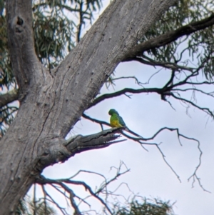 Psephotus haematonotus at Wandella, VIC - 24 Oct 2021 09:47 AM