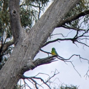 Psephotus haematonotus at Wandella, VIC - 24 Oct 2021 09:47 AM