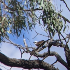 Pomatostomus temporalis (Grey-crowned Babbler) at Wandella, VIC - 23 Oct 2021 by Darcy