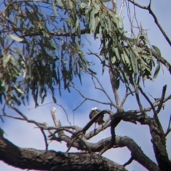 Pomatostomus temporalis temporalis at Wandella, VIC - 24 Oct 2021 09:54 AM