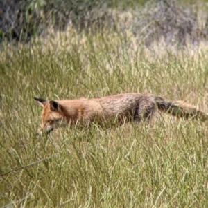 Vulpes vulpes at Wandella, VIC - 24 Oct 2021