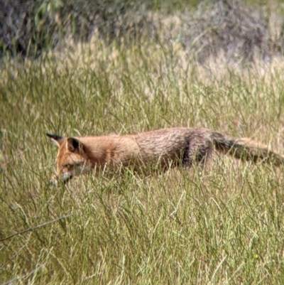 Vulpes vulpes (Red Fox) at Wandella, VIC - 24 Oct 2021 by Darcy