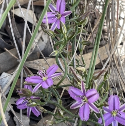 Thysanotus patersonii (Twining Fringe Lily) at Flea Bog Flat, Bruce - 26 Oct 2021 by JVR