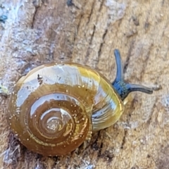 Oxychilus alliarius (Garlic Snail) at Sullivans Creek, Lyneham South - 26 Oct 2021 by tpreston