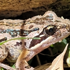 Limnodynastes peronii (Brown-striped Frog) at Sullivans Creek, Lyneham South - 26 Oct 2021 by trevorpreston