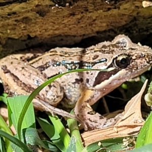 Limnodynastes peronii at Lyneham, ACT - 26 Oct 2021